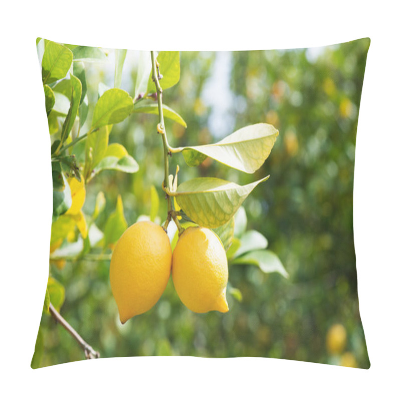 Personality  Lemons In Orchard Pillow Covers