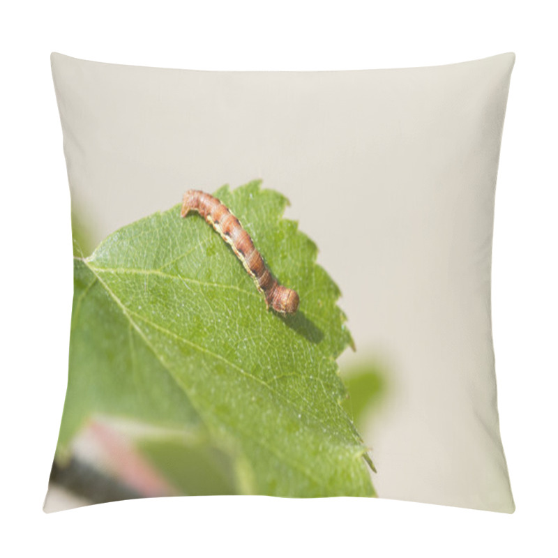 Personality  Mottled Umber (Erannis Defoliaria) Pillow Covers