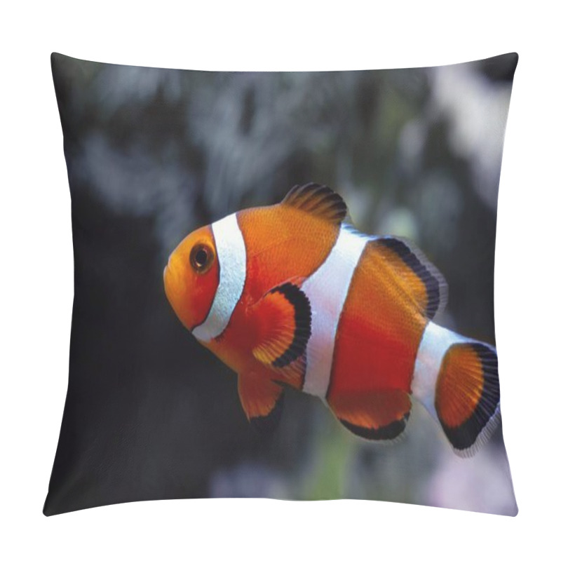 Personality  Young Ocellaris Clownfish, Healthy And Active Animal Swim In Strong Current In Nano Reef Marine Aquarium, Popular, Hard To Keep Pet On Beautiful Blurred Background, Expensive Hobby For Experienced Aquarist Pillow Covers