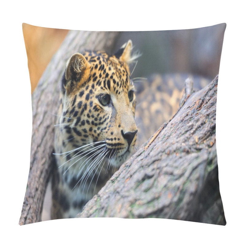 Personality  Leopard In Nature Pillow Covers