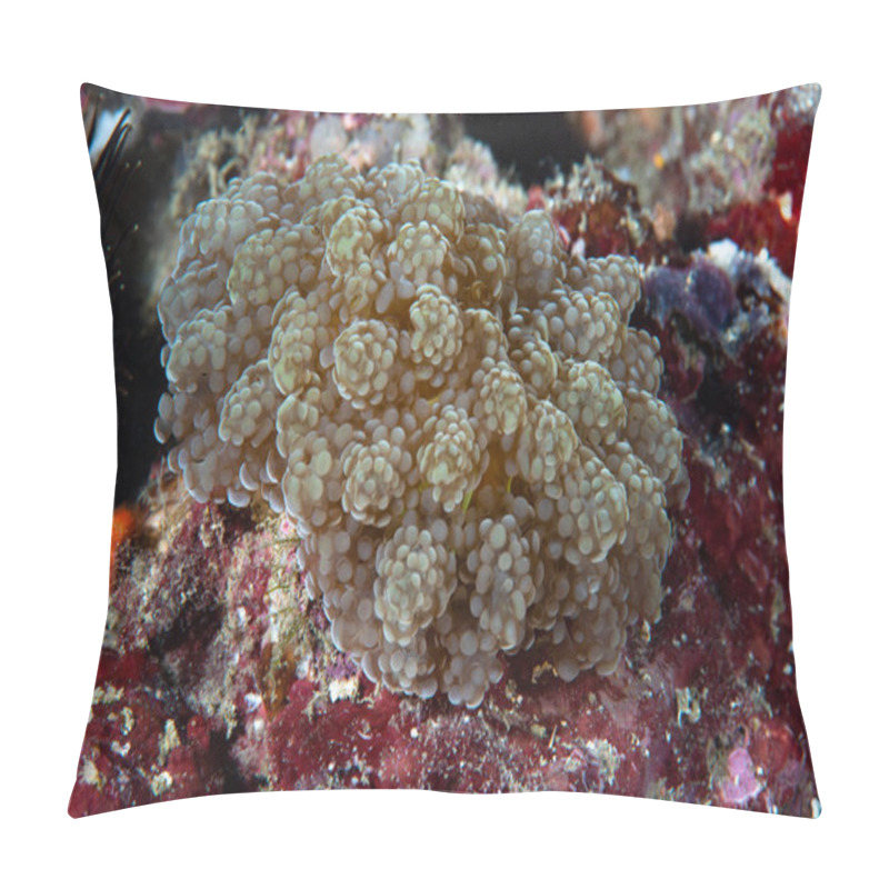 Personality  Sea Anemone Fimbriaphyllia Yaeyamensis Pillow Covers