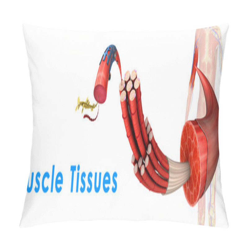 Personality  Muscle Tissue Pillow Covers