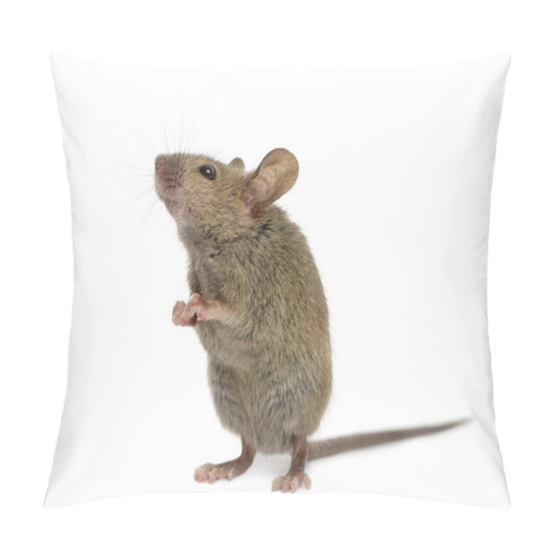 Personality  Wood Mouse Looking Up In Front Of A White Background Pillow Covers