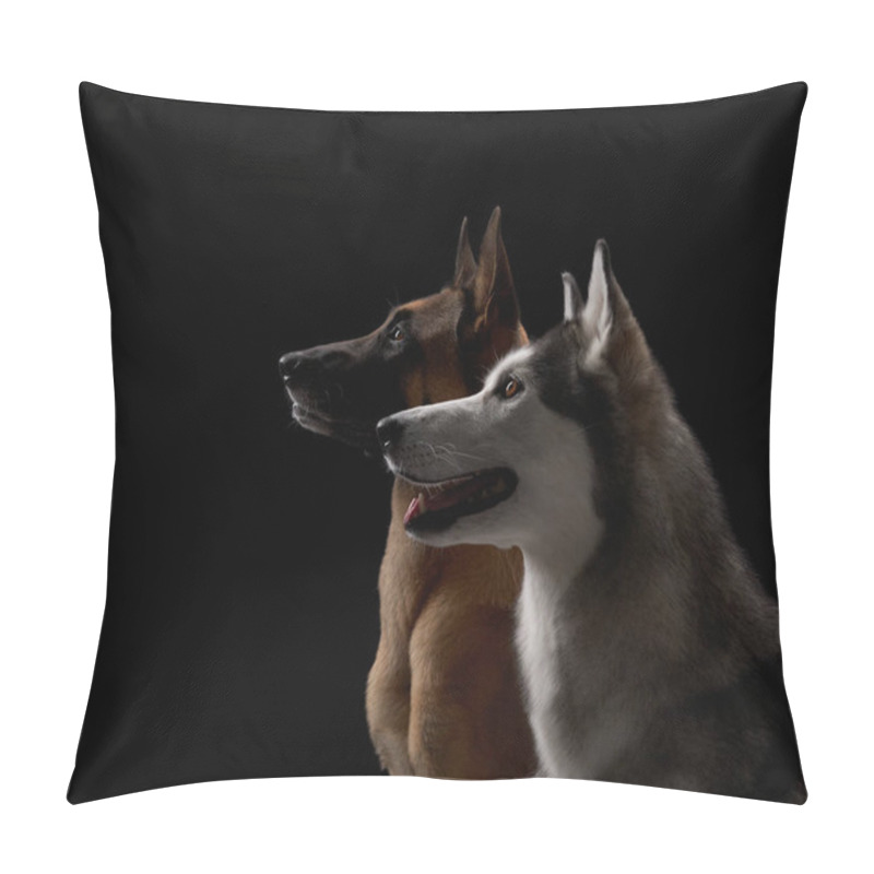 Personality  A Siberian Husky And Belgian Malinois Dogs Are Positioned Side By Side In Profile Against A Black Background, Both Displaying Attentive Expressions.  Pillow Covers