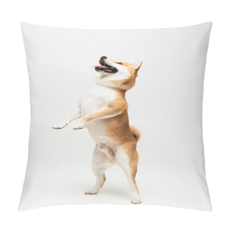 Personality  Playful Shiba Inu Dog Standing On Hind Legs On Grey Background Pillow Covers