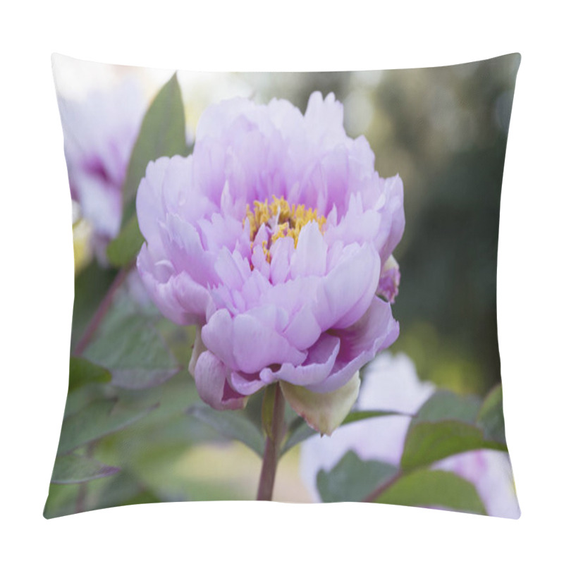 Personality  Paeonia Suffruticosa Pink Purple Springtime Flower In Bloom, Flowering Shrub Pillow Covers