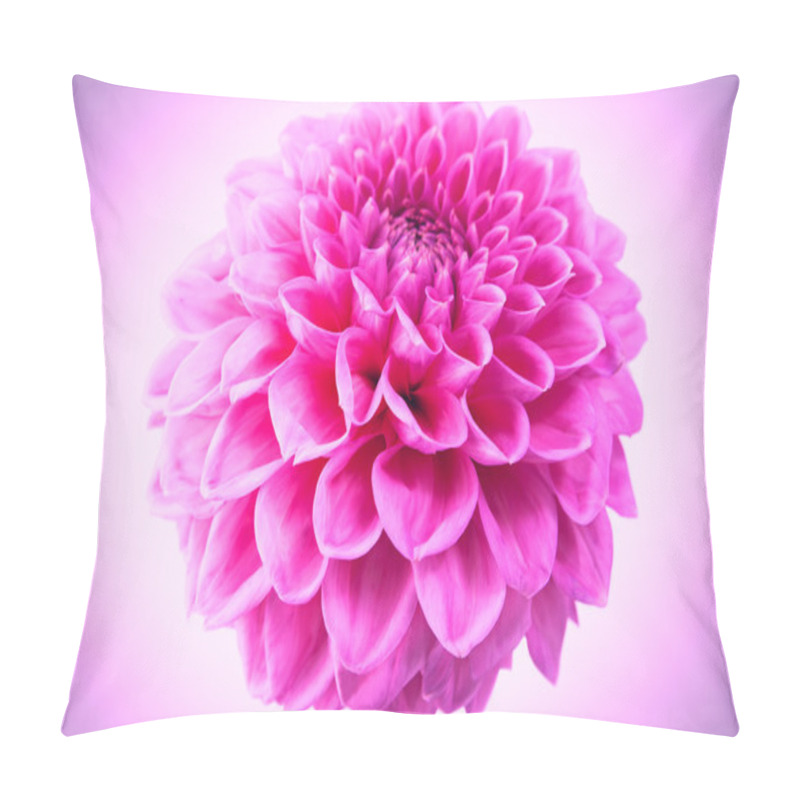 Personality  Pink Chrysanthemum Flower Isolated On Pink Background. Pillow Covers