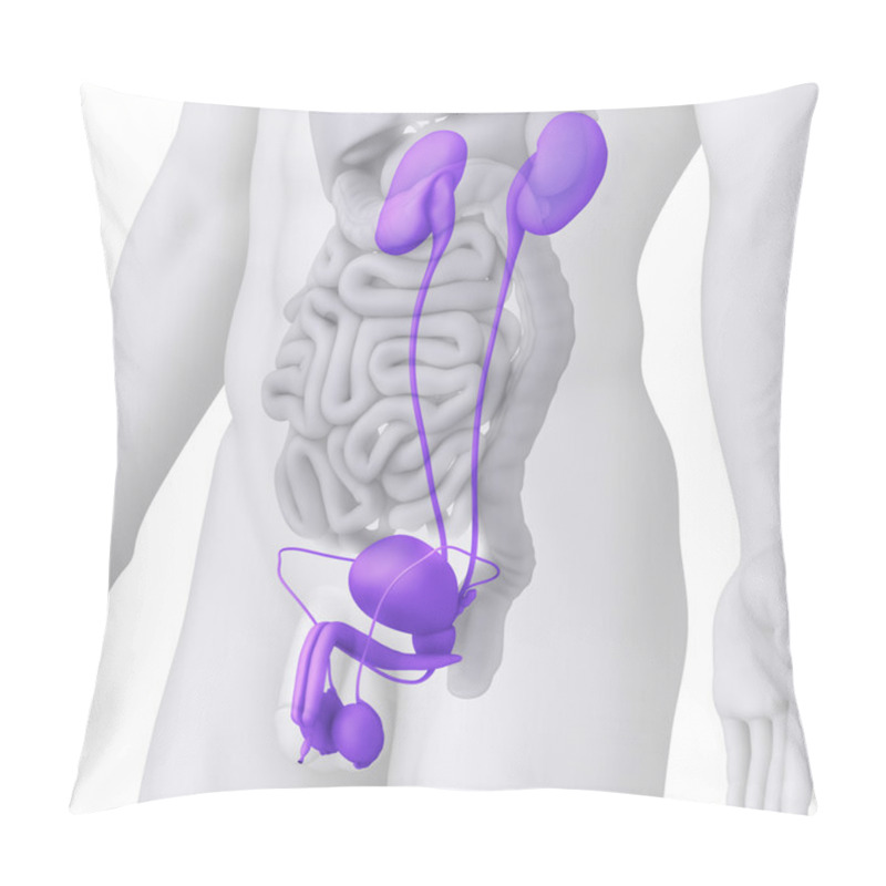 Personality  Male UROGENITAL TRACT Anatomy Illustration On White ANGLE VIEW Pillow Covers