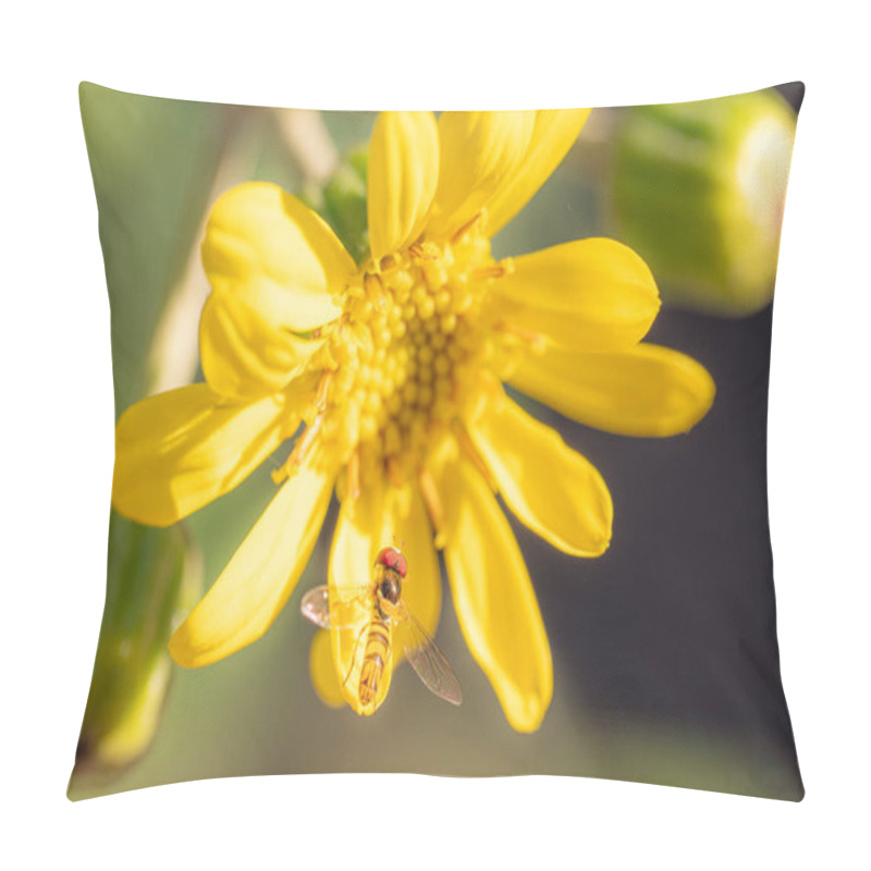 Personality  A Hover Fly, Allograpta Obliqua, Sitting On A Leopard Plant, Ligularia Tussilaginea. Pillow Covers