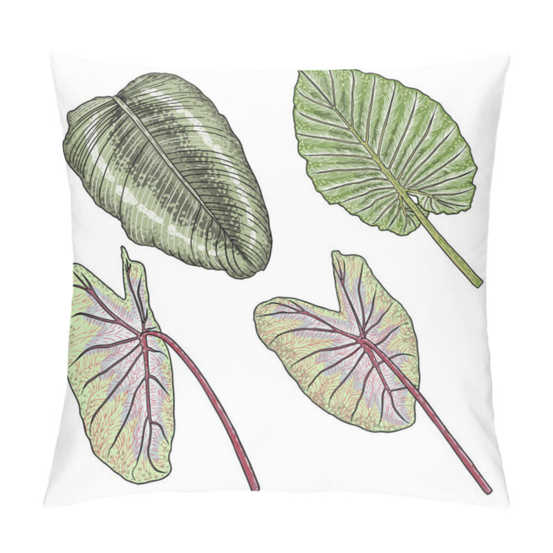 Personality  Green Leaf Of Elephant Ear Or Giant Taro Set, Alocasia Odora Species, Tropical Rainforest Foliage Garden Plant Lush. Floral Nature Green Exotic Leaves. Vector. Pillow Covers