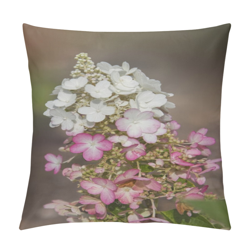 Personality  Hydrangea Paniculata Blossoms - Vanilla Fraise Pillow Covers