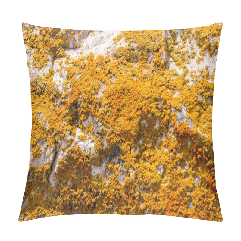 Personality  Caloplaca Marina Or Orange Sea Lichen Pillow Covers