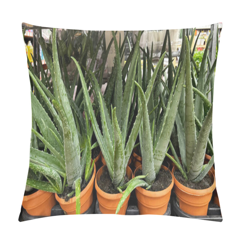 Personality  Potted Aloe Vera Plants Arranged In Orange Pots Pillow Covers