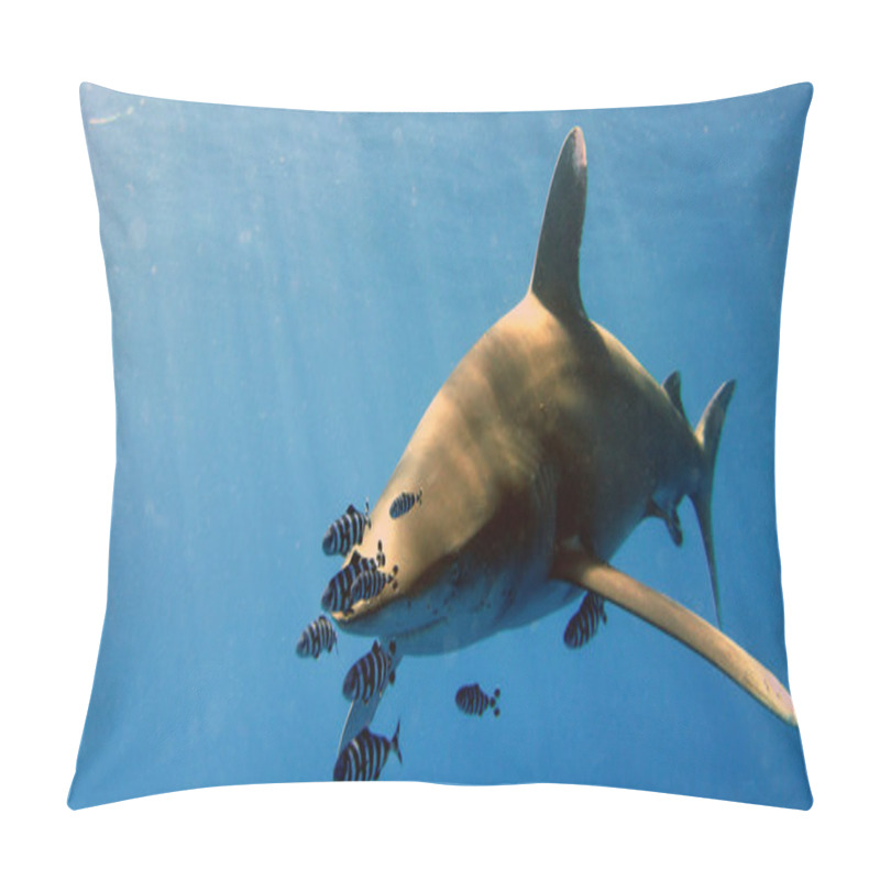 Personality  Oceanic Whitetip Pillow Covers