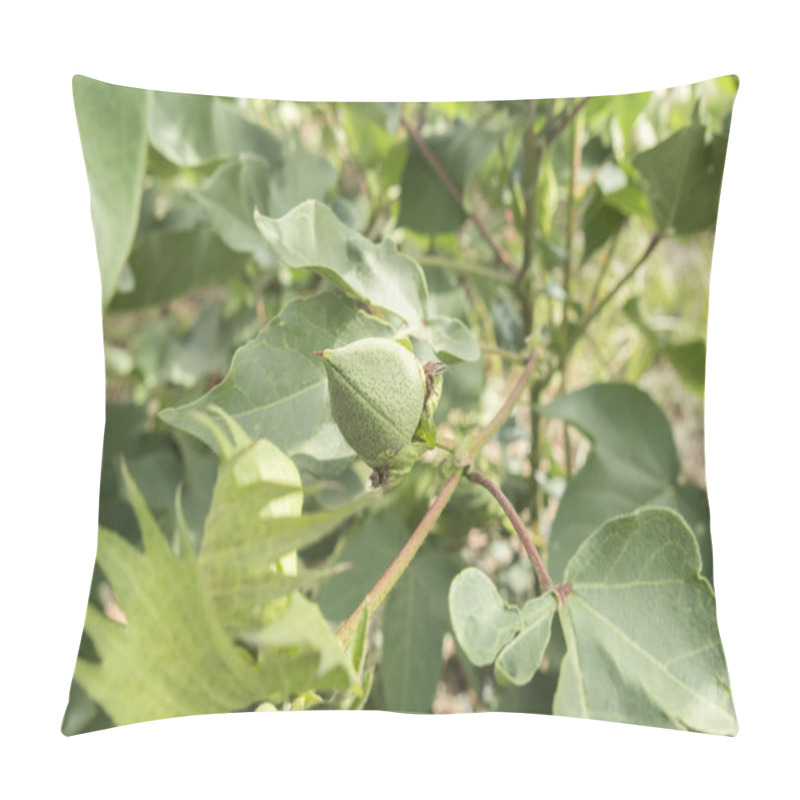 Personality  Cotton Plant, Cotton Buds Pillow Covers