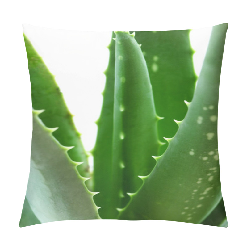 Personality  Aloe Plant Pillow Covers