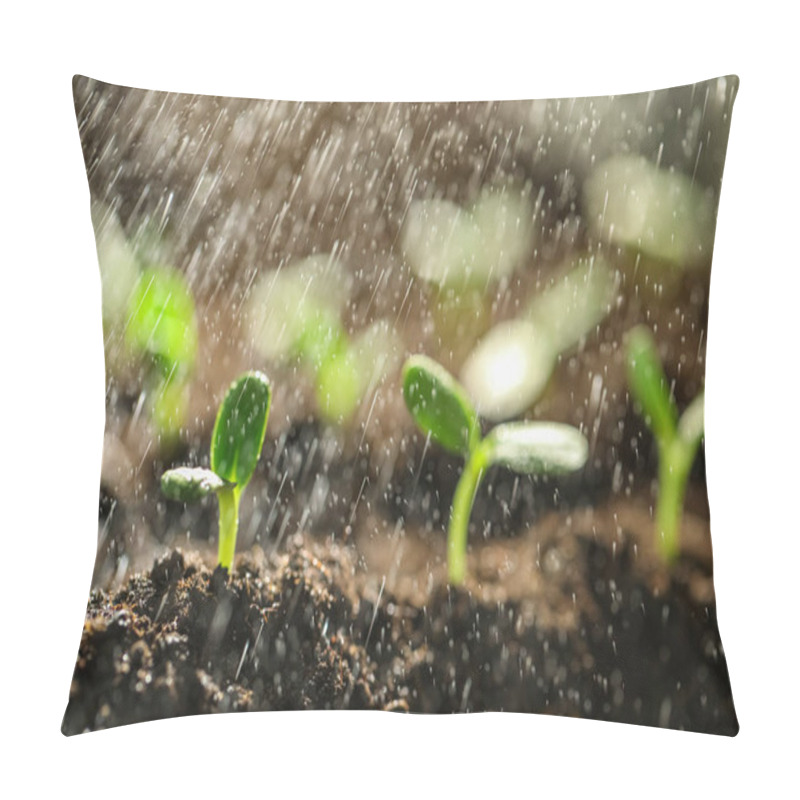 Personality  Sprinkling Water On Green Seedlings Growing In Soil, Closeup Pillow Covers