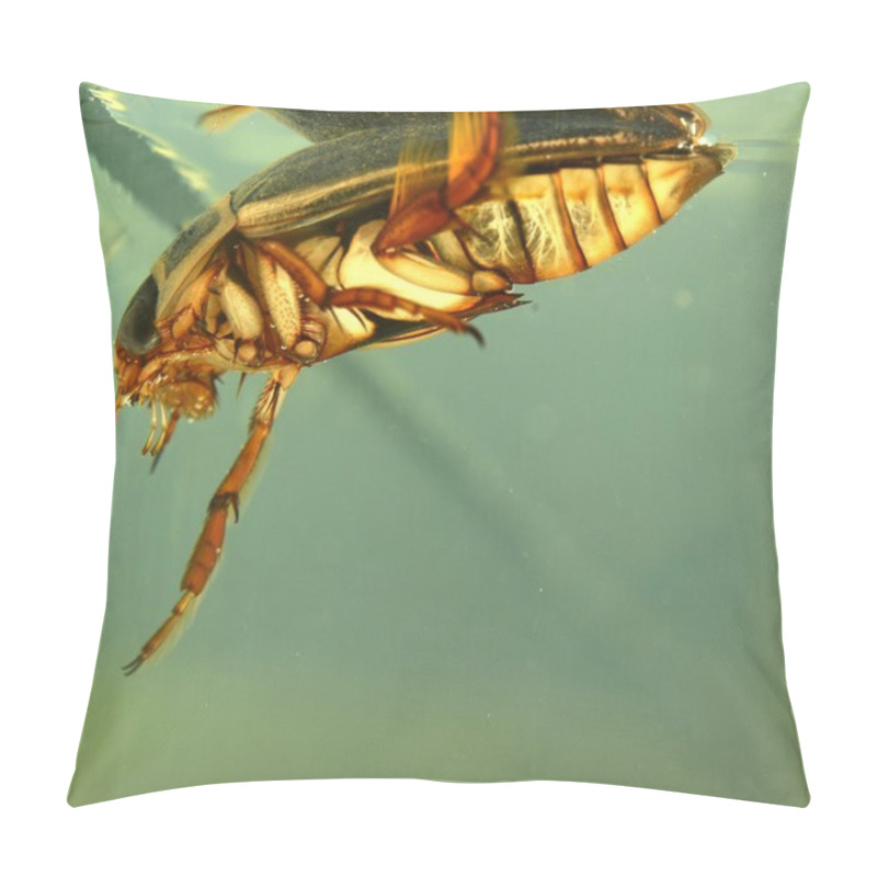 Personality  Detailed Underwater Photo Of Adult Water Bug Great Diving Beetle Pillow Covers