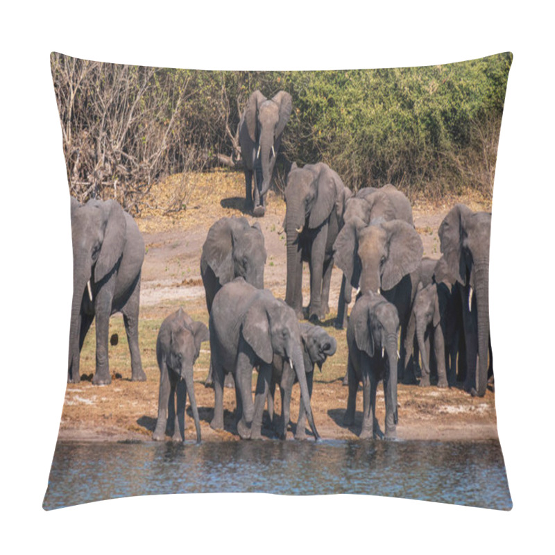 Personality  A Group Of African Elephants At A Watering Hole On The Chobe River. Botswana Pillow Covers