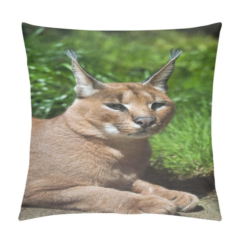 Personality  Caracal (Caracal Caracal) Pillow Covers