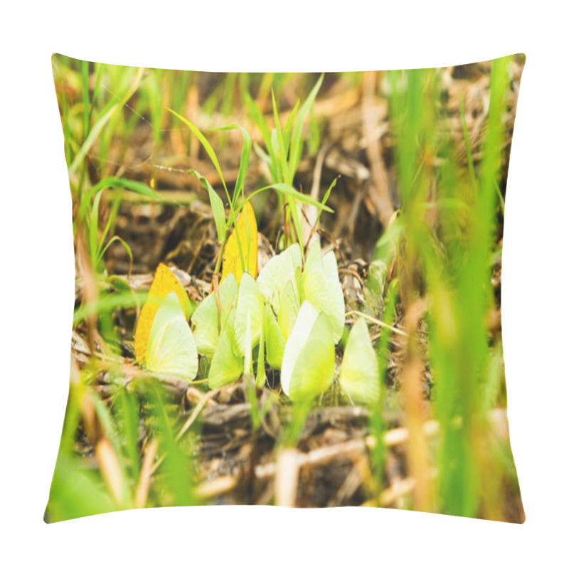 Personality  Group Of Yellow Butterflies On The Ground In Ecuadorian Amazonia Pillow Covers