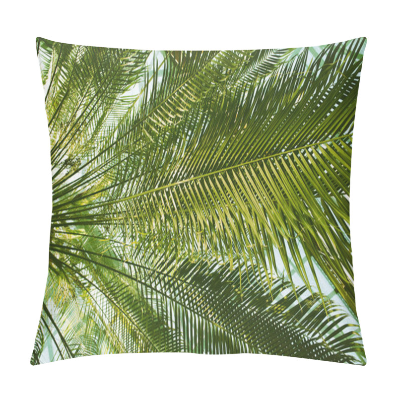 Personality  Bright Green Fresh Palm Tree Long Leaves View From The Bottom Up. Background Of Tropical Leaves In A Botanical Subtropical Garden, Tropical Park, Jungles, Rainforest In Summer. Palm Branches Abstract. Pillow Covers