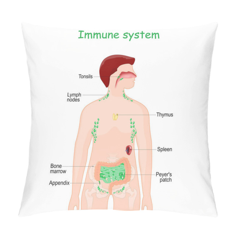 Personality  Immune Or Lymphatic System. Human's Internal Lymphoid Organs For Immune Response. Peyer's Patch In Small Intestine, Tonsils, Bone Marrow, Appendix, Spleen, Thymus, Tonsils, And Lymph Nodes. Immunology. Infographics For Education. Vector Illustration. Pillow Covers