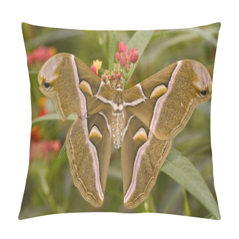 Personality  Samia Cynthia Butterfly Outdoors On Green Leaf Pillow Covers