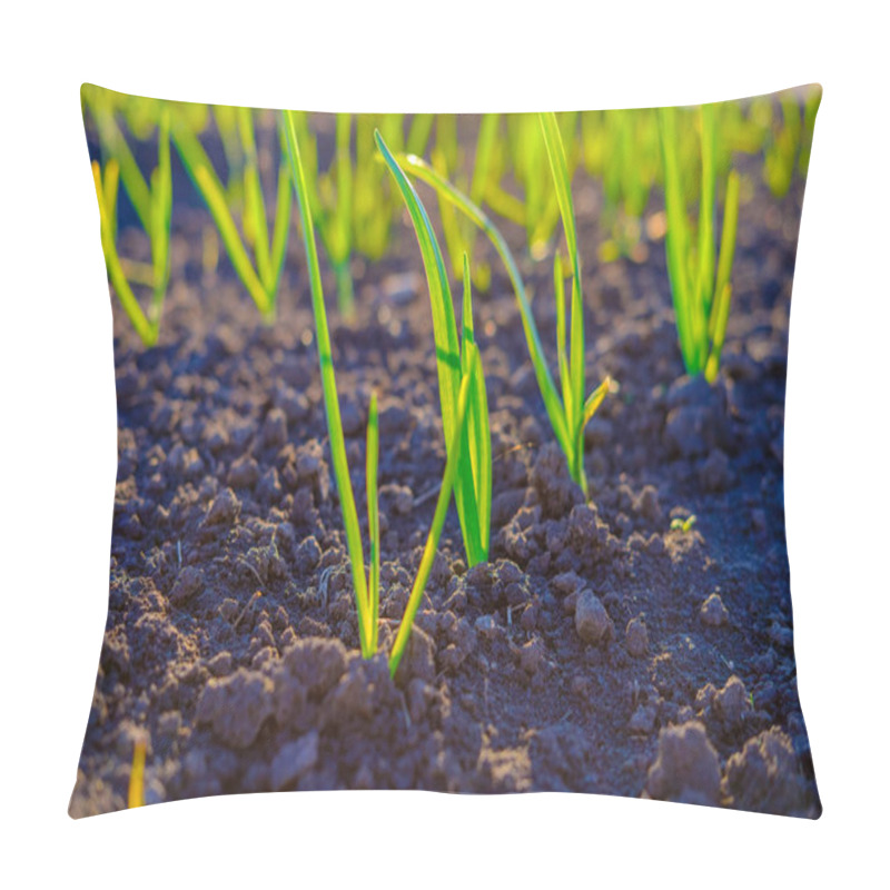 Personality  Bright Green Fresh Spring Grass Growing In Yard, Close-up Pillow Covers