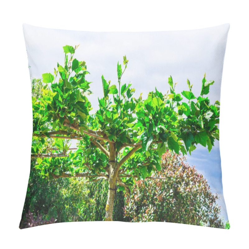 Personality  Artfully Shaped Plane Tree In A Home Garden. Pillow Covers