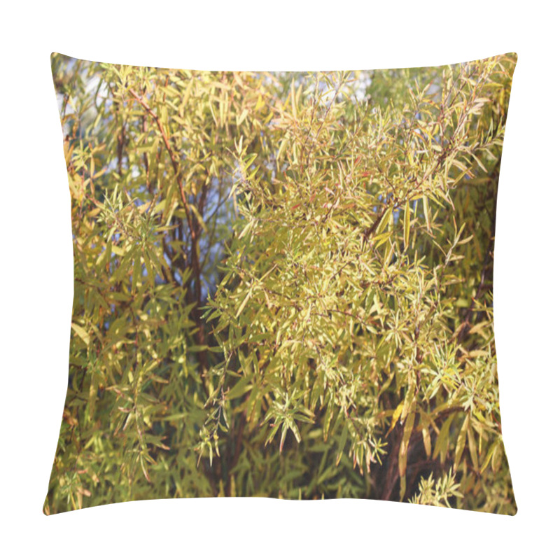 Personality  Golden Autumn Foliage Glowing In Sunlight, Showcasing Intricate Leaves With Warm Tones Of Yellow And Green. A Natural Display Of Seasonal Beauty In Crisp, Clear Weather. Pillow Covers