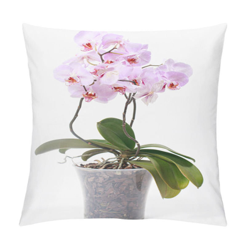 Personality  Pink Orchid With A Delicate Lilac Pattern On The Petals In A Flower Pot. Vertical Greeting Card Or Calendar, Gift Or Flower Shop. Pillow Covers