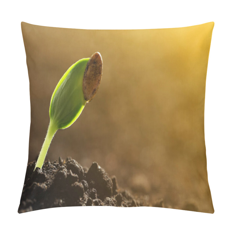 Personality  Sunlit Young Vegetable Plant Grown From Seed In Soil, Closeup. Space For Text Pillow Covers