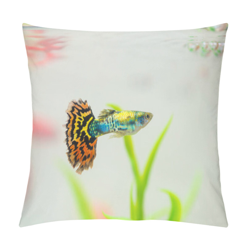 Personality  Little Fish In Fish Tank Or Aquarium, Gold Fish, Guppy And Red Fish, Fancy Carp With Green Plant, Underwater Life Concept. Pillow Covers