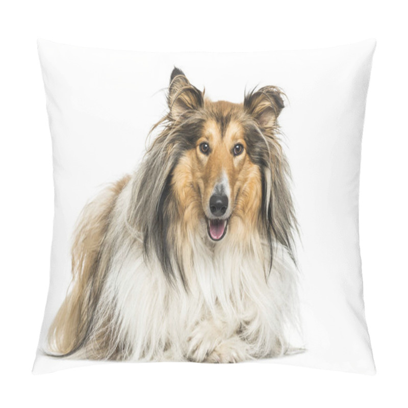 Personality  Rough Collie Dog Lying Against White Background Pillow Covers