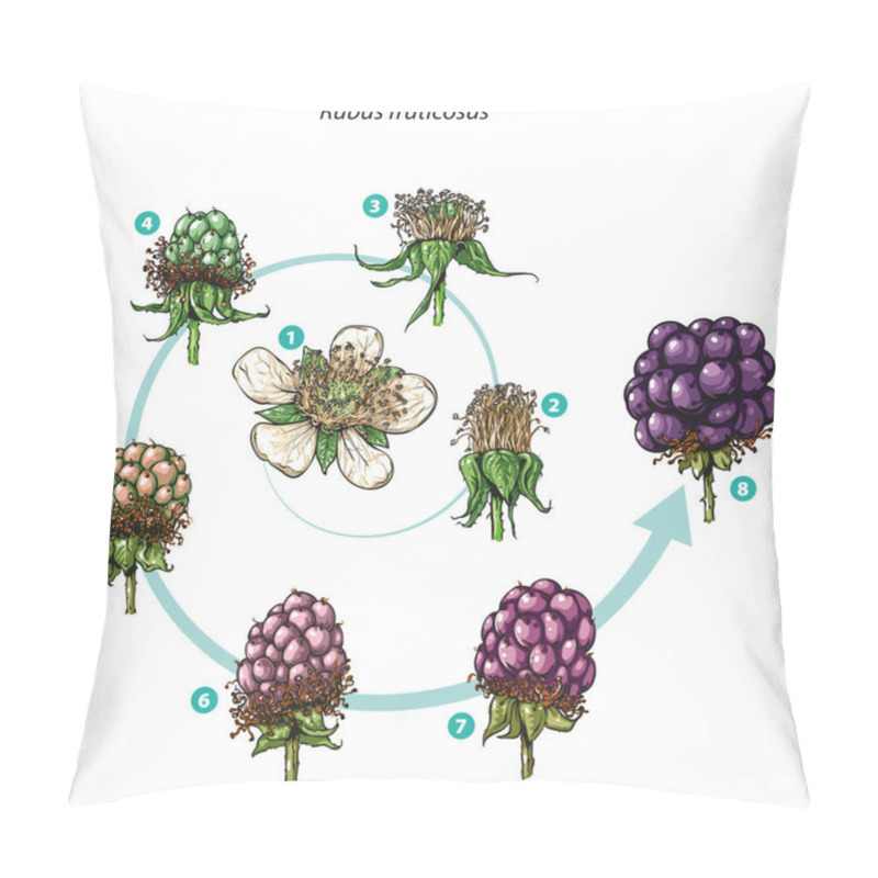 Personality  Blackberry Fruit Development Pillow Covers