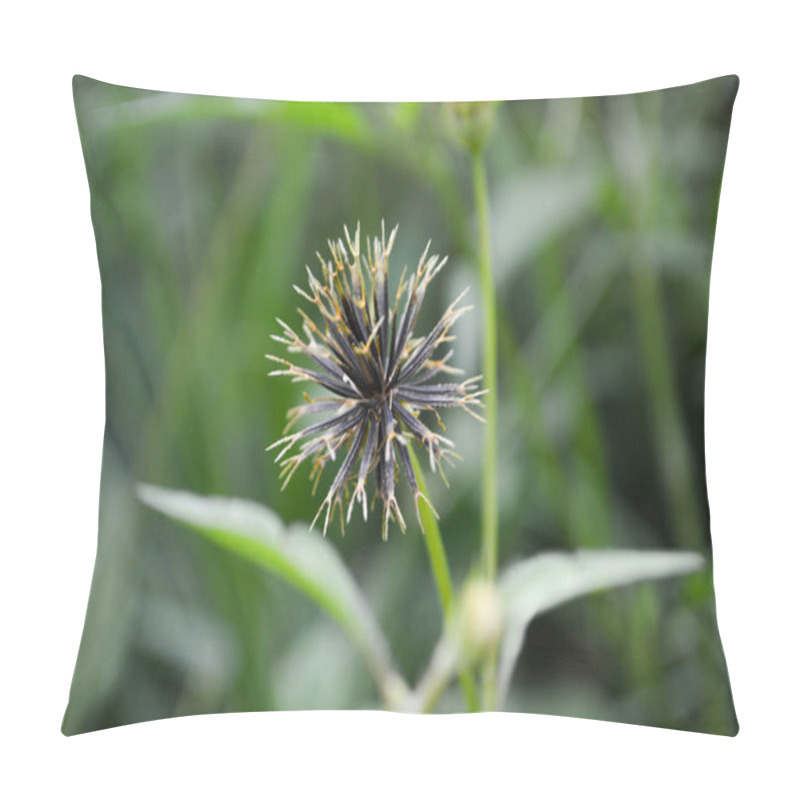 Personality  Close-up Of Black Thorny Plants But With Green Stalks On Green Plants Background Pillow Covers