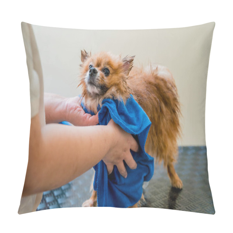 Personality  Groomer Wipes A Pomeranian Dog After Washing In At Grooming Salon. Pillow Covers