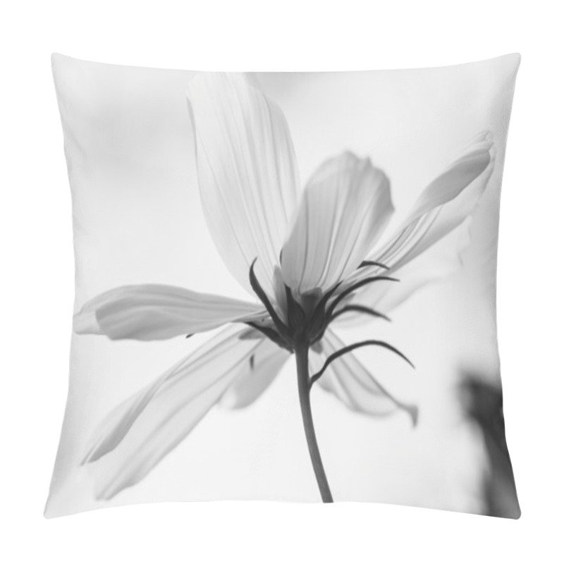 Personality  Cosmos Flowers In Garden Pillow Covers