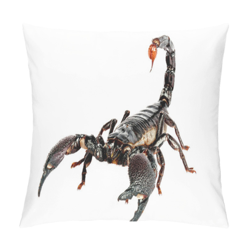 Personality  Emporer Scorpion Pillow Covers