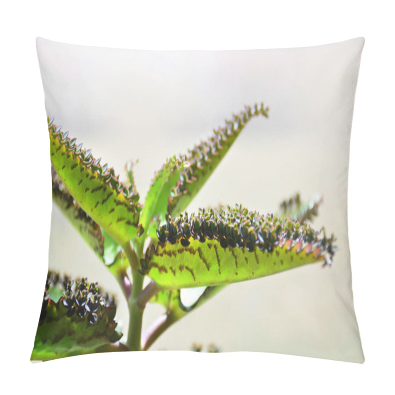 Personality  Kalanchoe Daigremontiana Plant. Mother Of Thousands. Alligator Plant. Young Plants On Leaf Pillow Covers