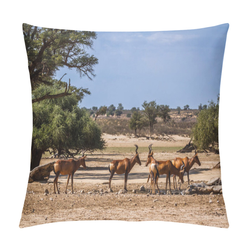 Personality  Small Group Of Hartebeest At Waterhole In Kgalagadi Transfrontier Park, South Africa; Specie Alcelaphus Buselaphus Family Of Bovidae Pillow Covers