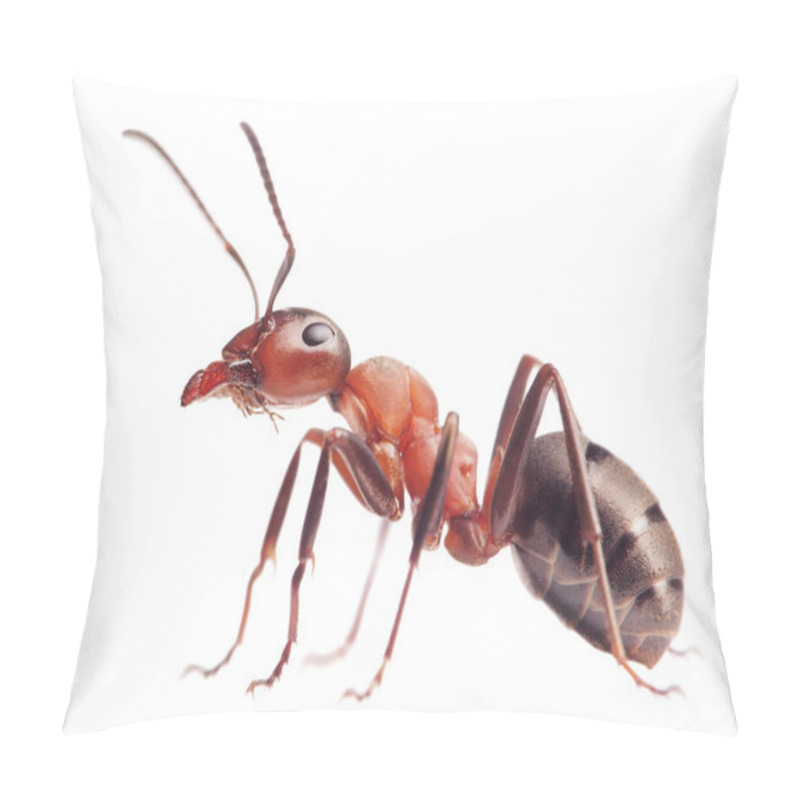 Personality  Ant Formica Rufa On White Pillow Covers