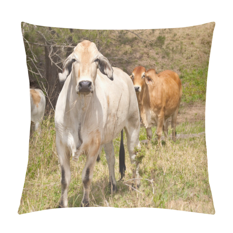 Personality  Cattle With Cows Steers Bullock And Bull Pillow Covers