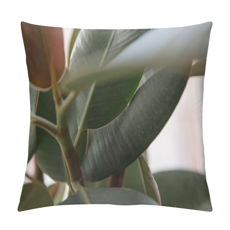 Personality  Ficus Elastic Plant Rubber Tree. Close Up. Pillow Covers