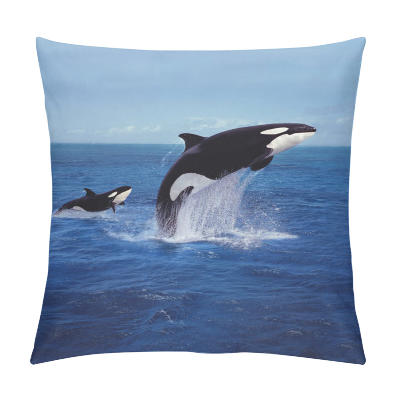 Personality  ORQUE EPAULARD Orcinus Orca Pillow Covers