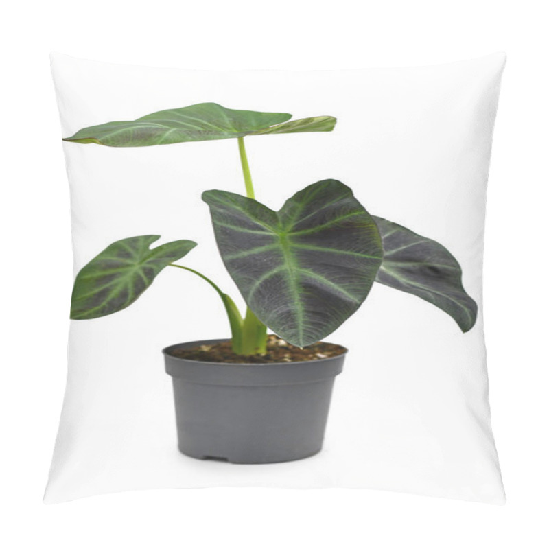 Personality  Exotic 'Colocasia Esculenta Aloha' Garden- Or Houseplant With Dark Green And Almost Black Leaves In Flower Pot Isolated On White Background Pillow Covers