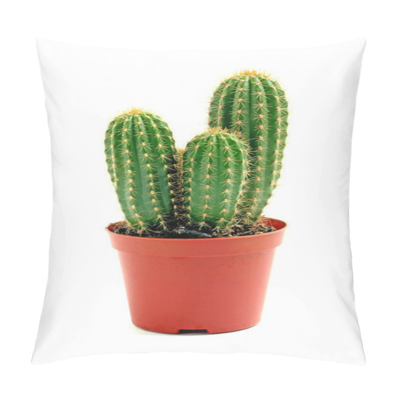 Personality  Potted Globe Cactus Isolated Over White Background Pillow Covers