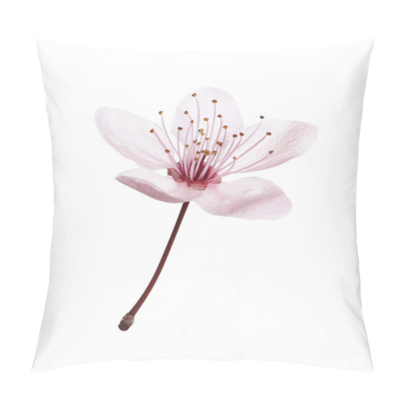 Personality  Beautiful Plum Blossom Isolated On White. Spring Season Pillow Covers