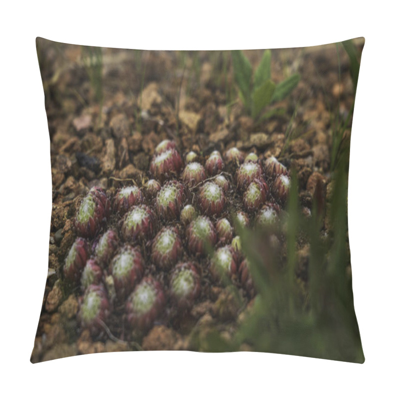 Personality  Close-Up Of Hens And Chicks Succulent Cluster On Rocky Soil Pillow Covers